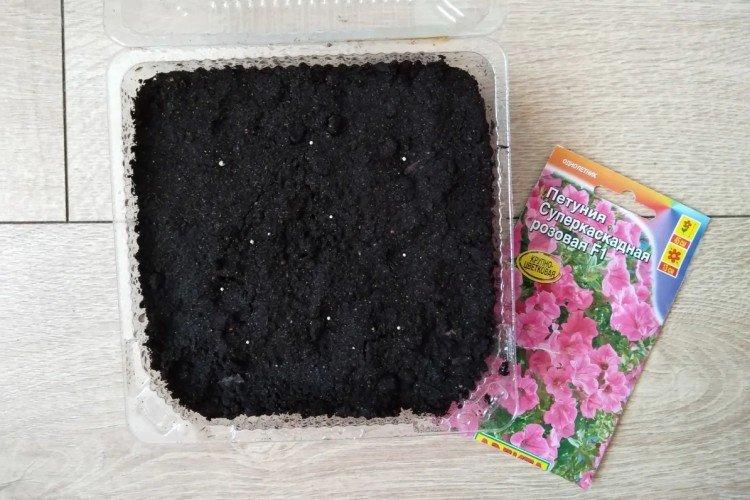 Comment nourrir les semis de pétunia avant de semer