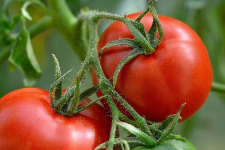 Engrais minéraux - Comment nourrir les plants de tomates
