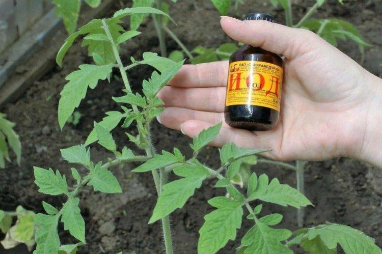 Nourrir les tomates avec de l'iode