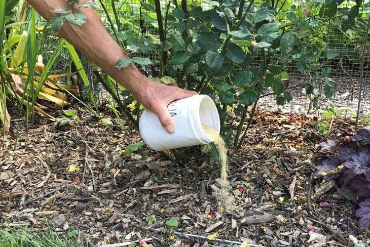 Ai-je besoin de nourriture et ce qui manque - Comment nourrir les roses au printemps