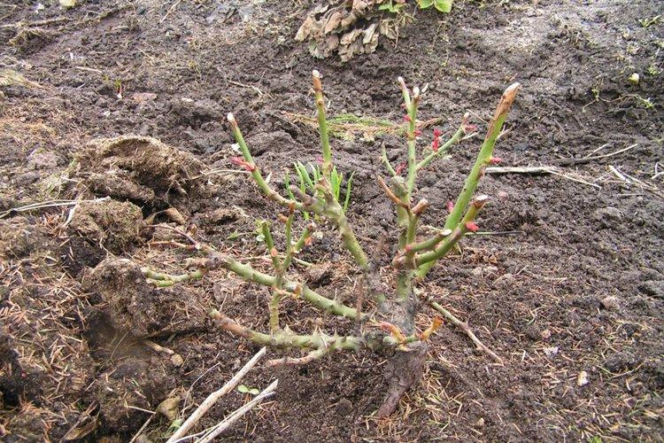 Le meilleur moment pour nourrir une rose