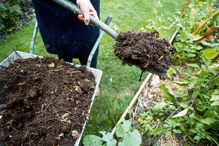 Engrais organiques - Comment nourrir les roses au printemps