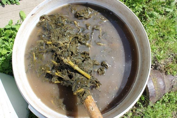 Top dressing de roses au printemps avec des mauvaises herbes