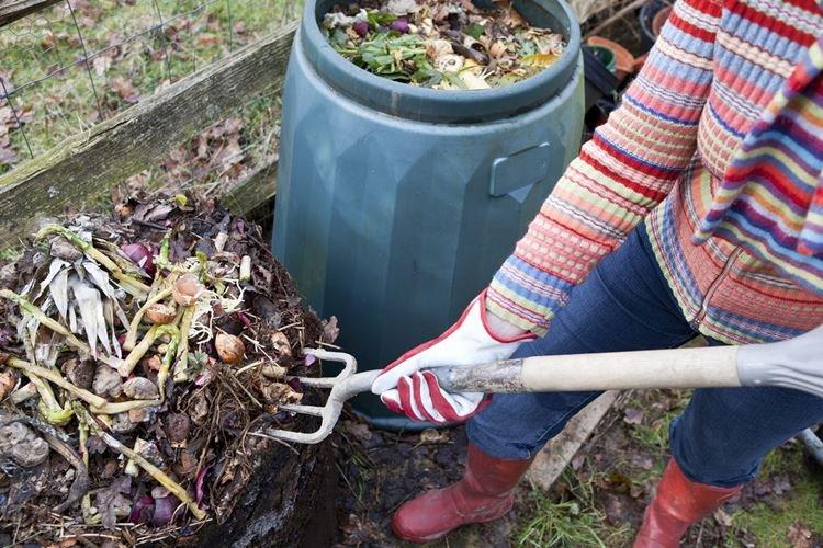 Top dressing d'une rose au printemps avec des déchets alimentaires