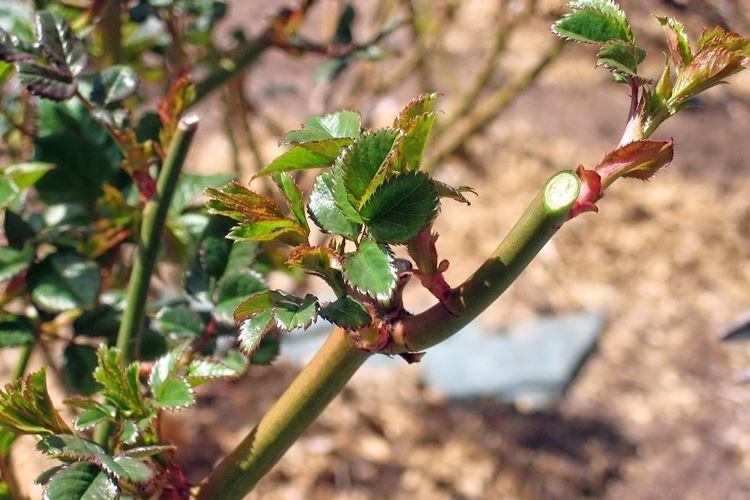 Comment nourrir les roses au milieu du printemps pour une floraison luxuriante