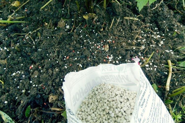 Ai-je besoin d'être nourri et ce qui manque - Comment nourrir les groseilles