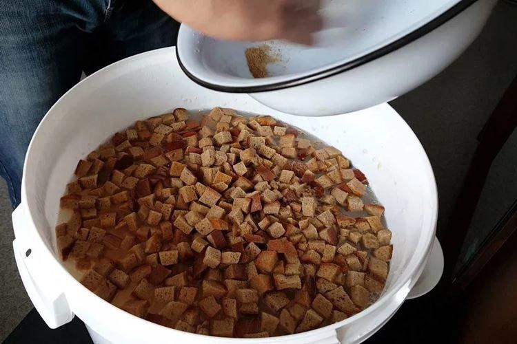 Croûtes de pain - Comment nourrir les groseilles au printemps