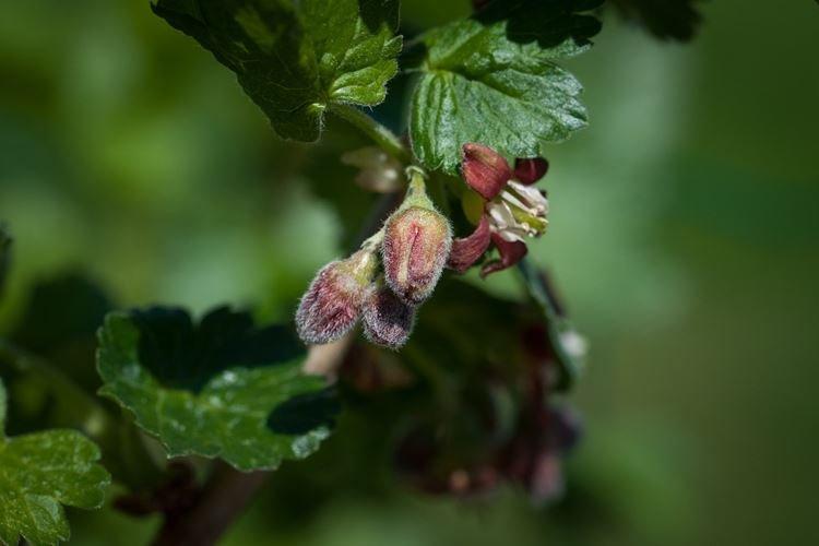 Comment nourrir les groseilles pendant le bourgeonnement