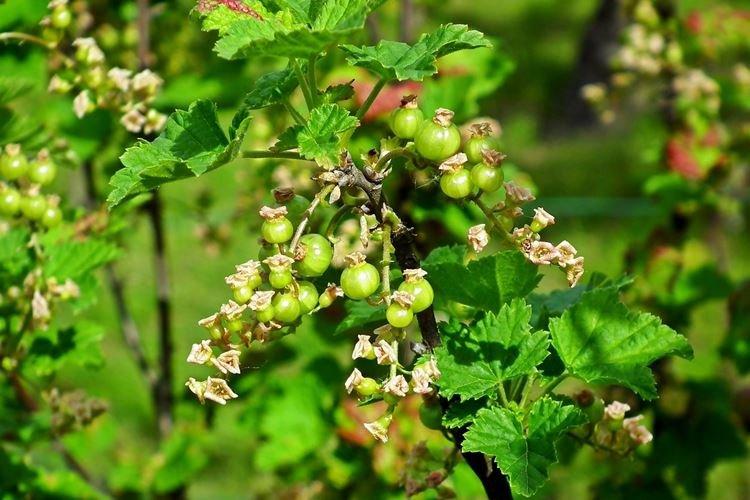 Comment nourrir les groseilles après la floraison