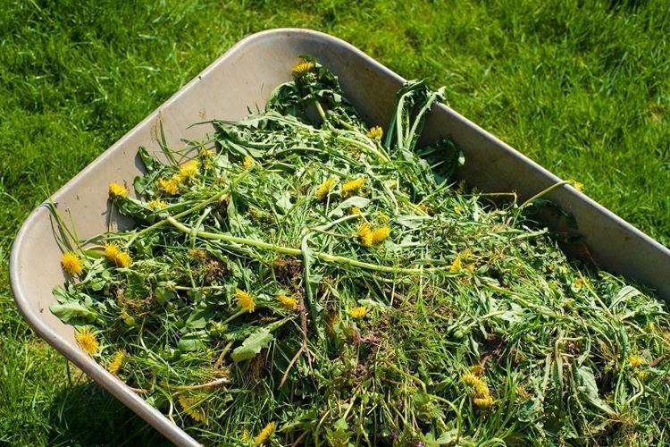 Alimentation des mauvaises herbes - Comment nourrir un pommier au printemps
