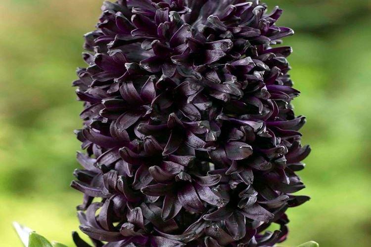 Hyacinth Dark Dimension - Fleurs noires, plantes à fleurs et feuilles foncées