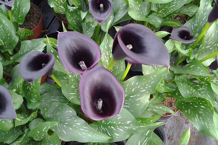 Calla - Fleurs noires, plantes à fleurs et feuilles foncées