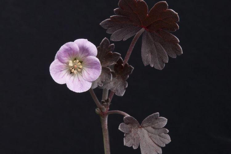 Bonbon au chocolat au géranium - Fleurs noires, plantes à fleurs et feuilles foncées