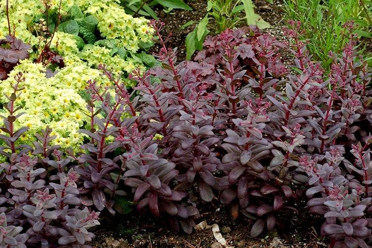 Sedum vulgaris - Fleurs noires, plantes à fleurs et feuilles foncées