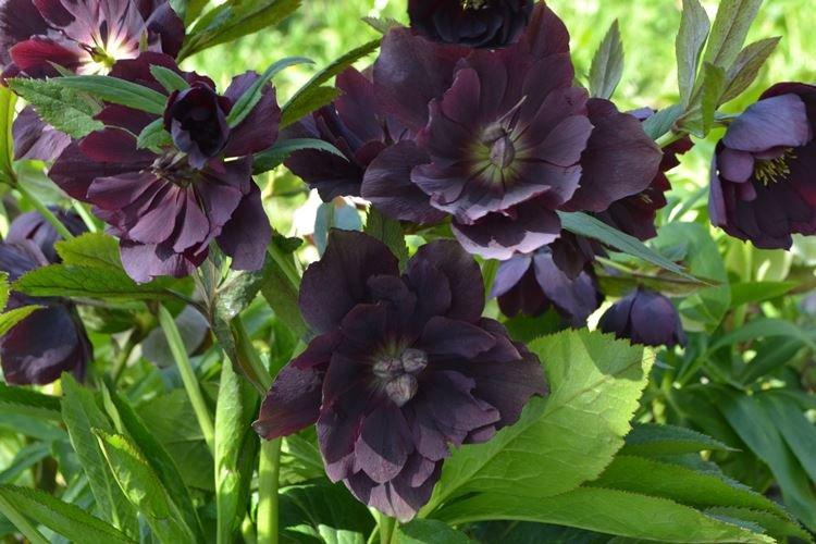 Hellébore Double Ellen Purple - Fleurs noires, plantes à fleurs et feuilles foncées
