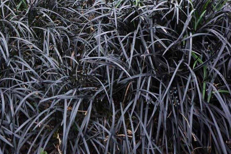 Ophiopogon graphite - Fleurs noires, plantes à fleurs et feuilles foncées