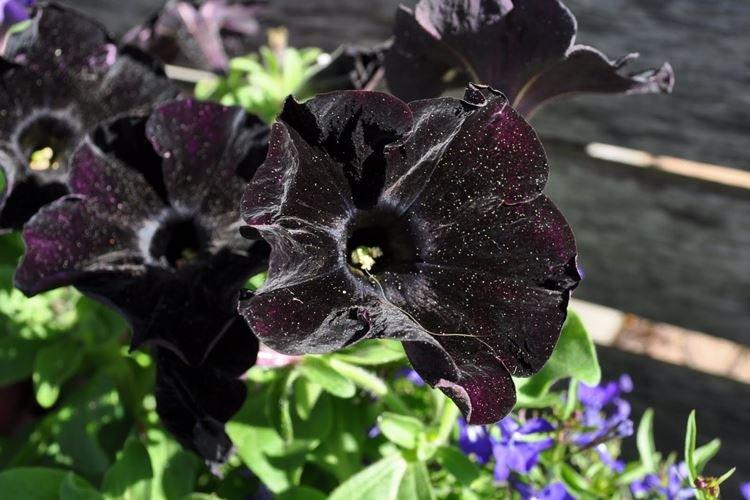 Pétunia - Fleurs noires, plantes à fleurs et feuilles foncées