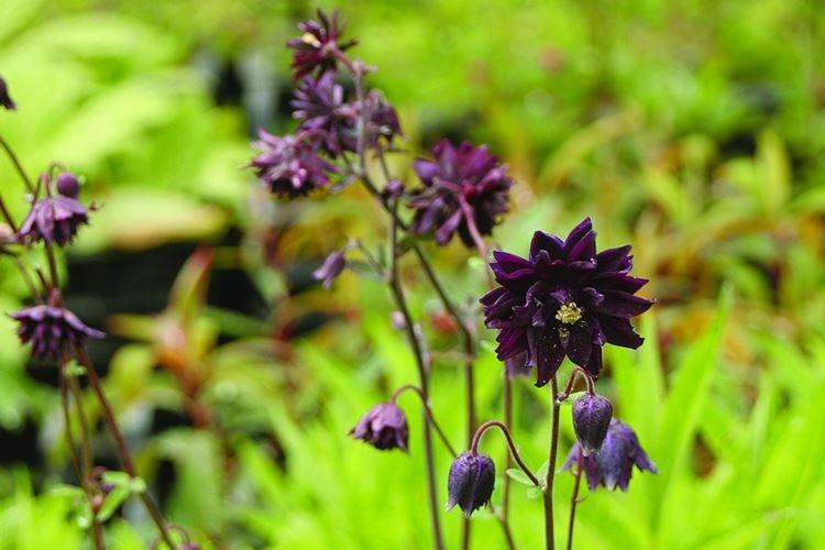Aquilegia - Fleurs noires, plantes à fleurs et feuilles foncées