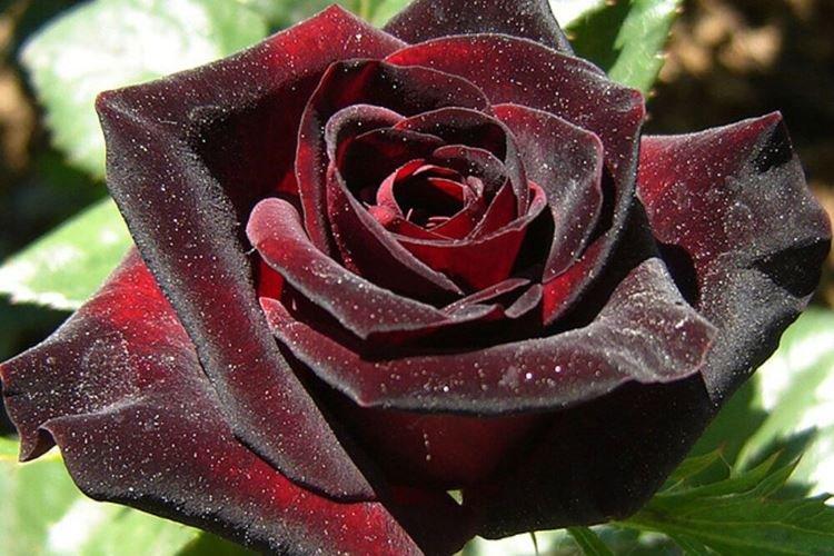 Rose Black Baccara - Fleurs noires, plantes à fleurs et feuilles foncées