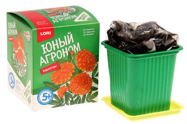 Kit de culture de plantes - Quoi offrir à votre enfant pour le Nouvel An 2021