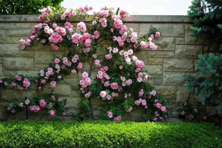 Roses - Que planter le long de la clôture