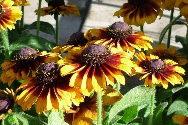 Rudbeckia - Que planter le long de la clôture