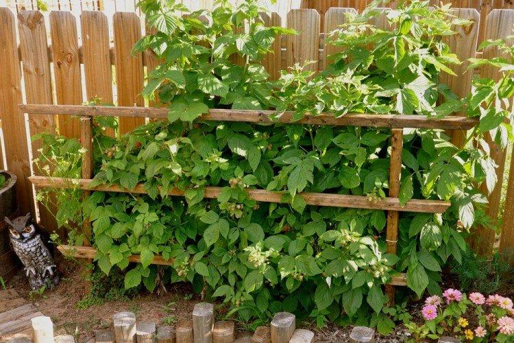 Mûres - Que planter le long de la clôture