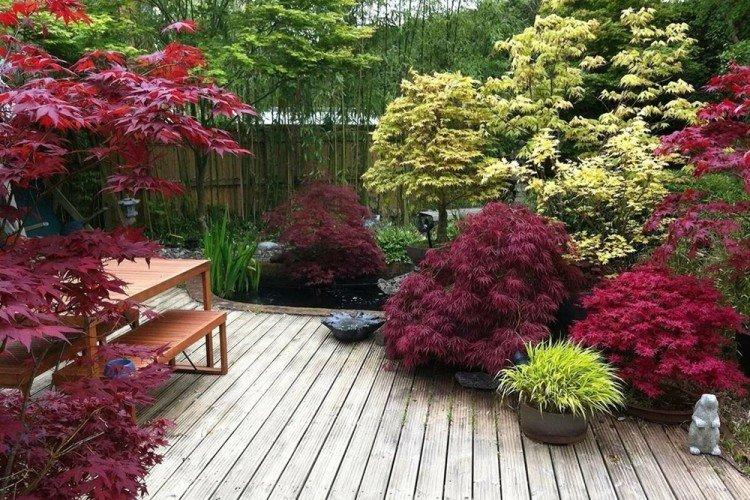 Érable - Que planter le long de la clôture