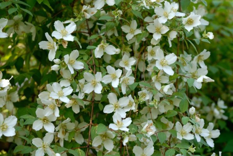 Chubushnik à petites feuilles - Types de chubushnik
