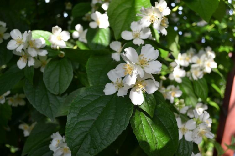 Chubushnik commun - Types de Chubushnik
