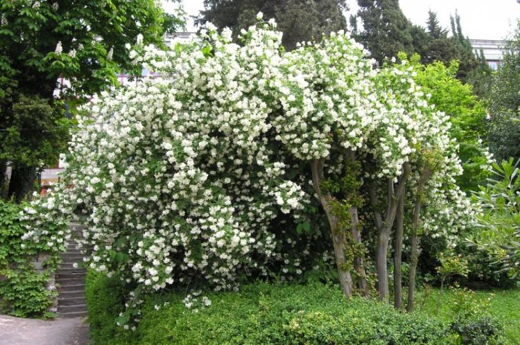 Chubushnik inodore - Types de chubushnik