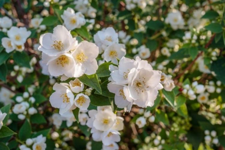 Élagage - Chubushnik Care