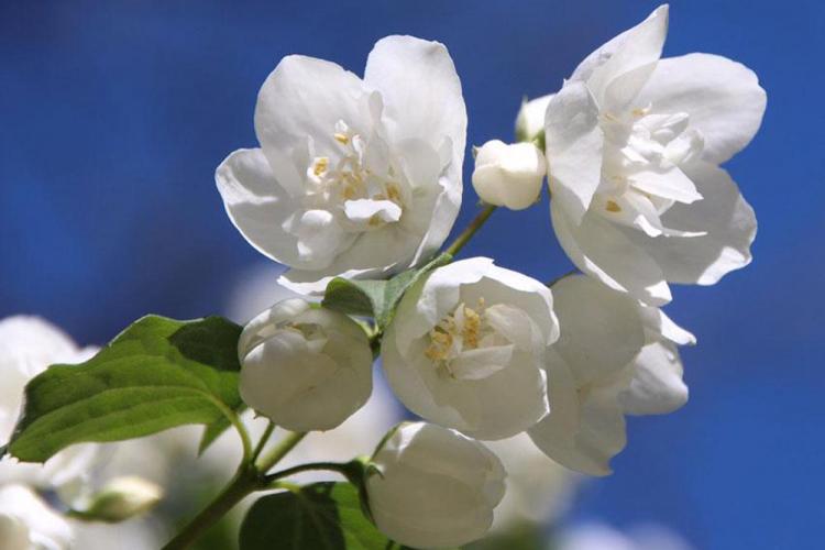 Tchobouchnik - photo