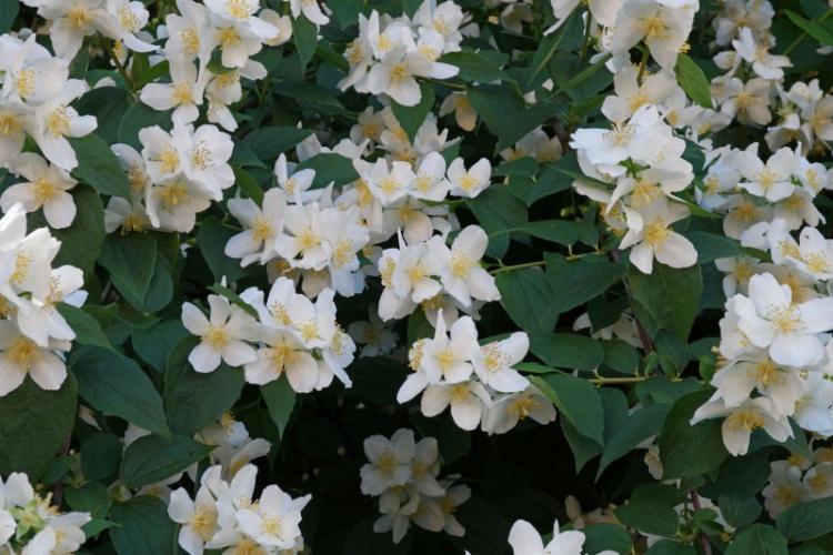 Tchobouchnik - photo