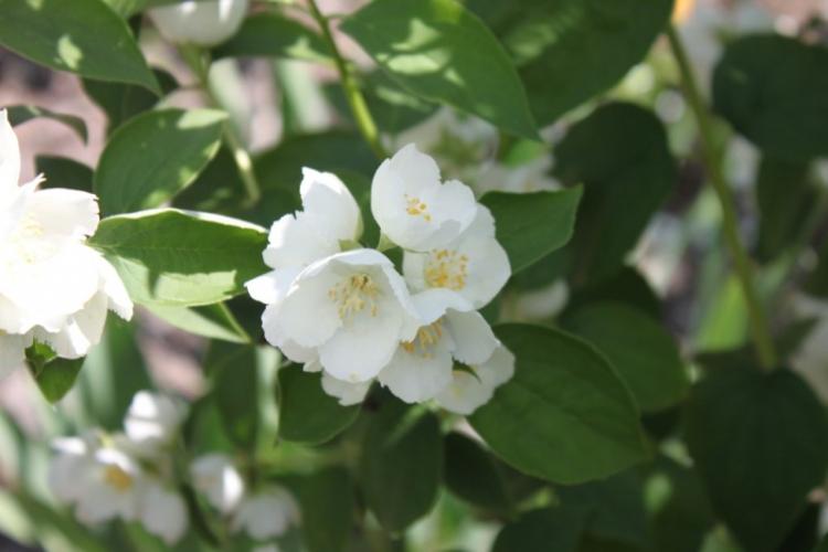 Tchobouchnik - photo