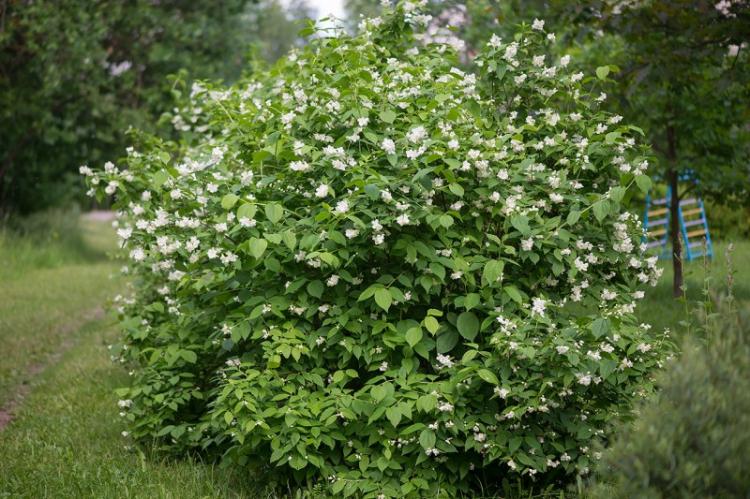 Tchobouchnik - photo