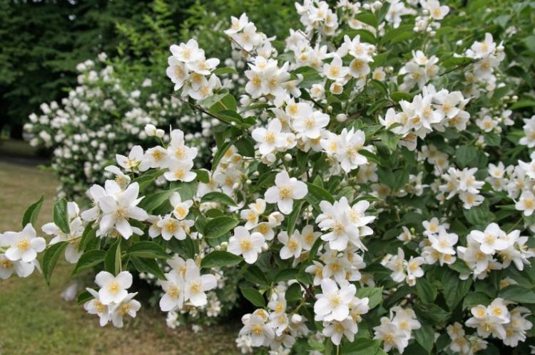 Tchobouchnik - photo