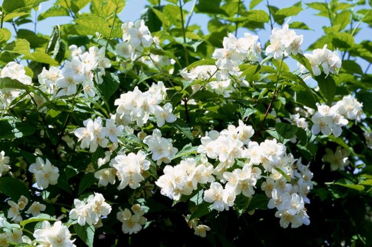 Tchobouchnik - photo