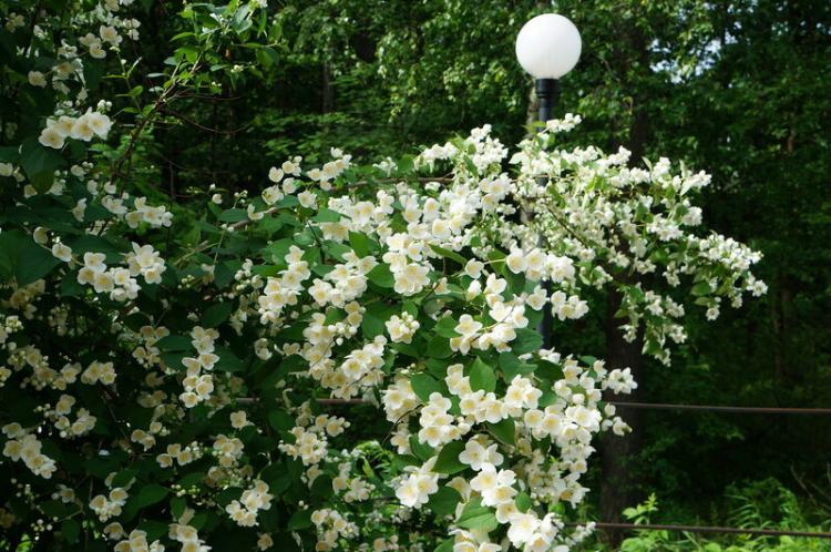 Tchobouchnik - photo