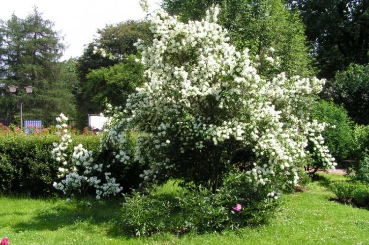 Tchobouchnik - photo