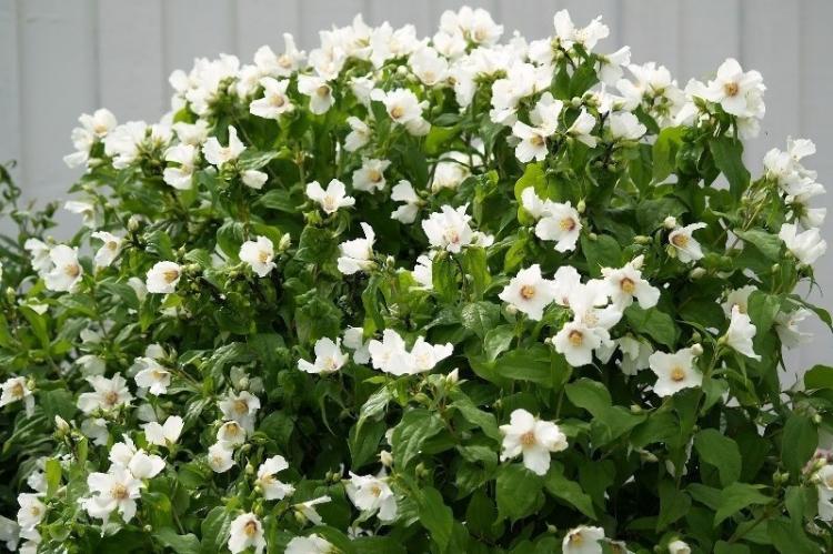 Tchobouchnik - photo