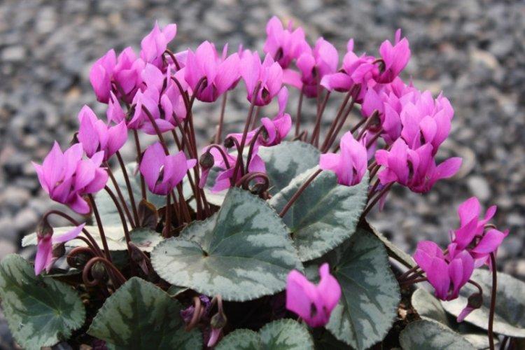 Cyclamen européen - Types de cyclamen