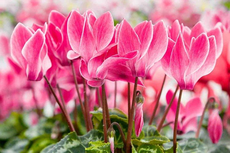 Cyclamen persan - Types de cyclamen