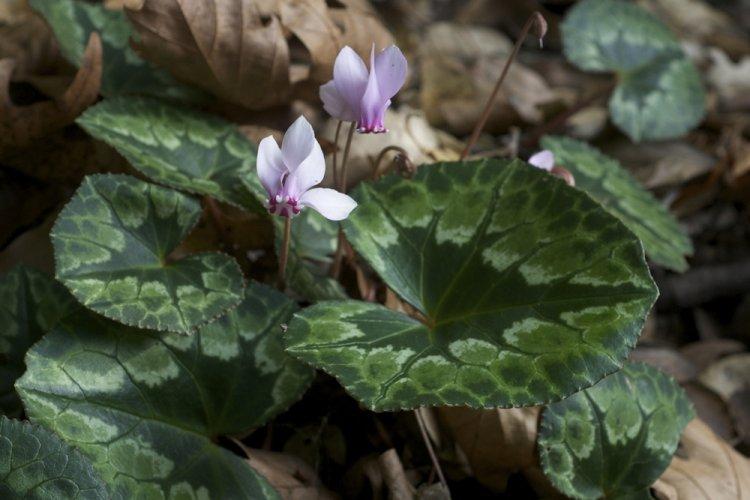 Cyclamen Africain - Types de Cyclamen