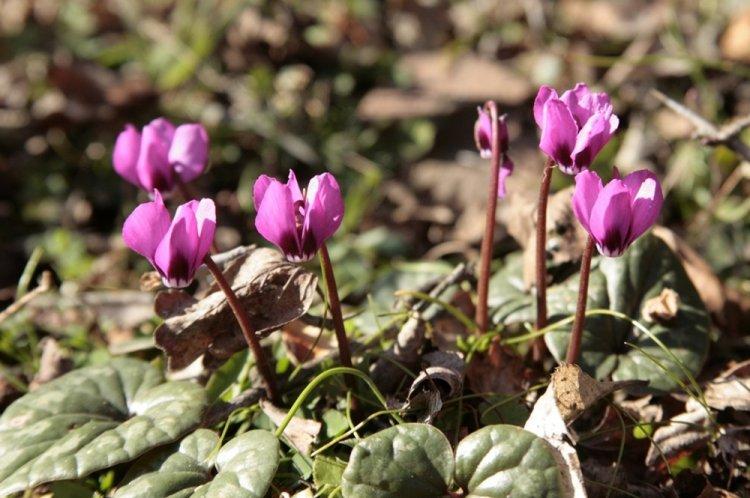 Cyclamen de Colchide - Types de Cyclamen