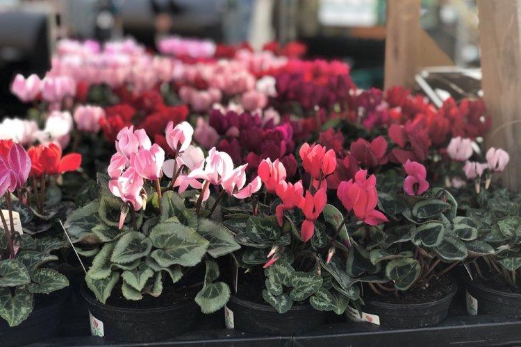 Température - Cyclamen Care