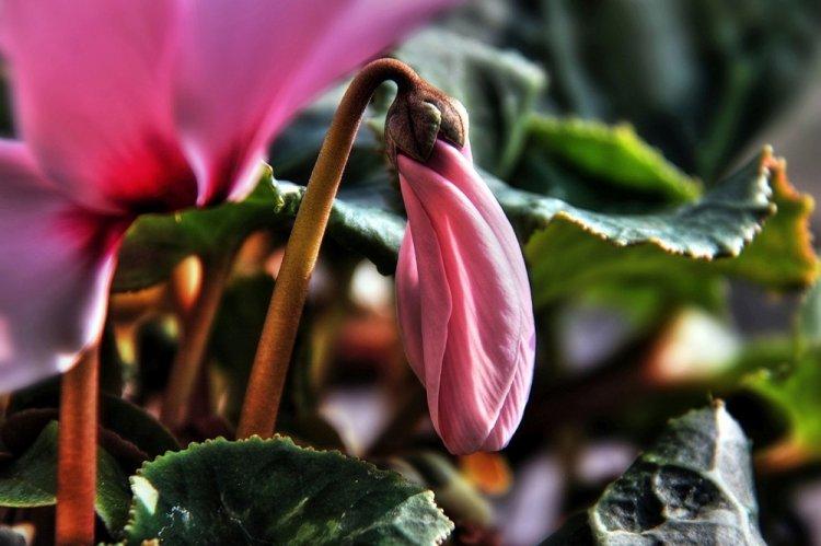Temps de repos - Soin du cyclamen