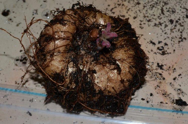 Transplantation et reproduction - Cyclamen Care
