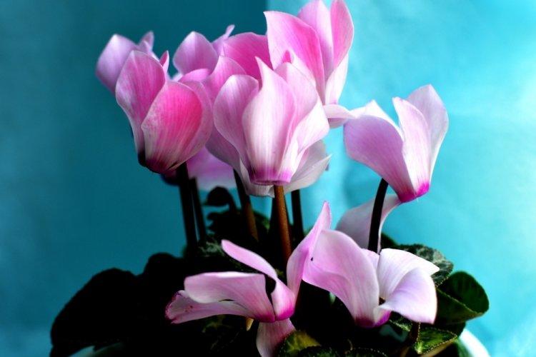 Cyclamen - photo