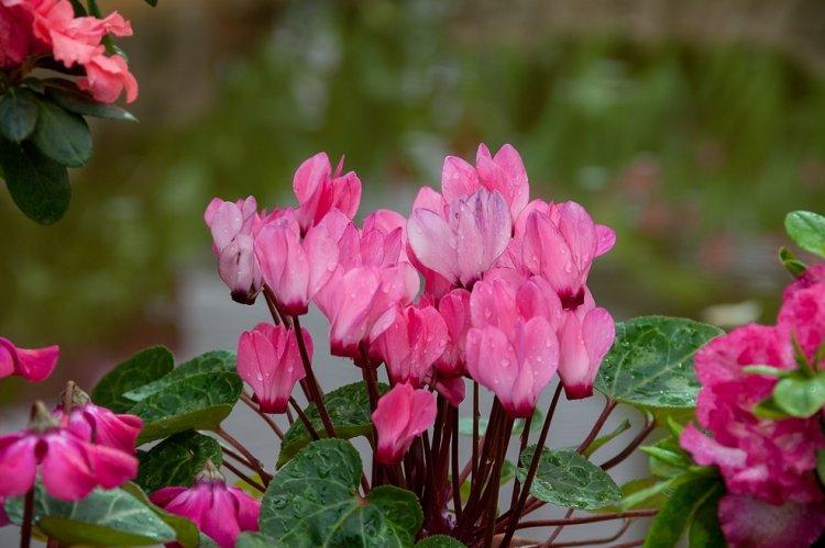 Cyclamen - photo